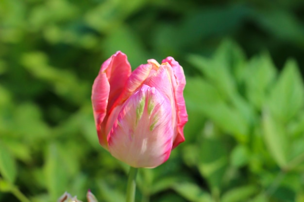 красочный нежный тюльпан на естественном размытом фоне цветущего пейзажа