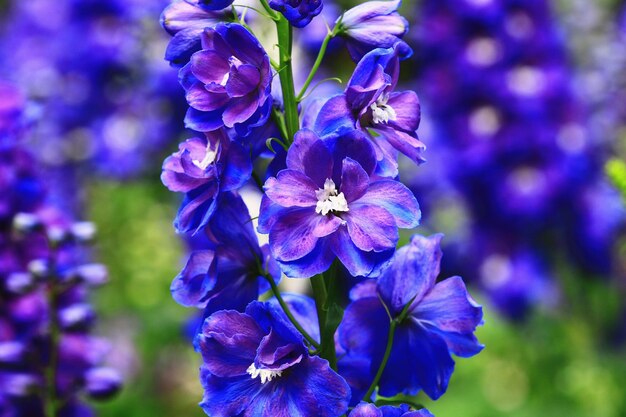 Colorful delphinium or candle delphinium or english larkspur flowers blooming in the garden