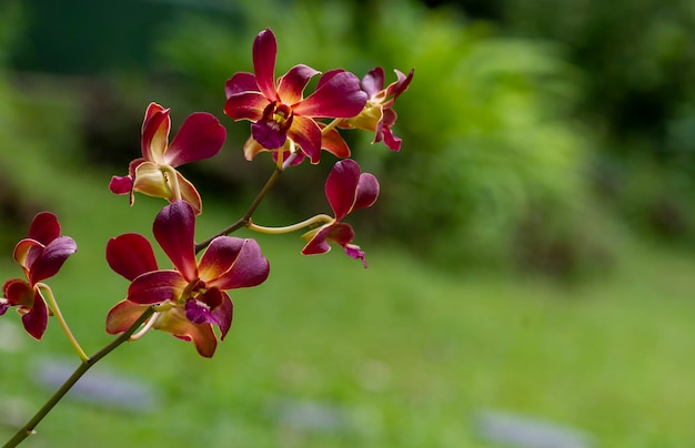 Colorful Dendrobium Morning Sun in shallow focus