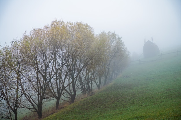 Colorful dense forests in the warm green mountains of the Carpathians covered with thick gray fog