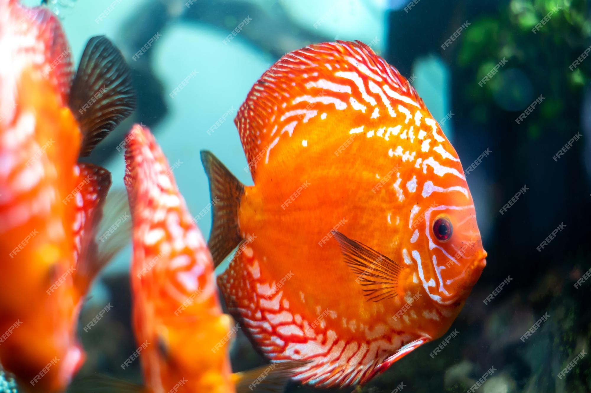 Learn About Symphysodon Discus (Pompadour Fish)