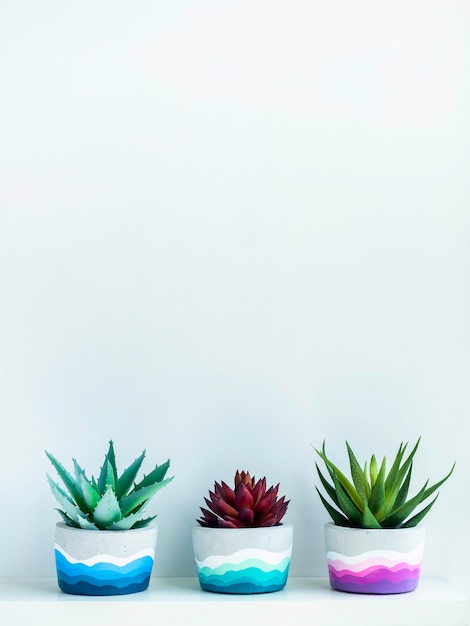 Colorful DIY round concrete pots with green and red succulent plants on a white wooden shelf on white wall with copy space. Unique colorful color painted cement planters, vertical style.