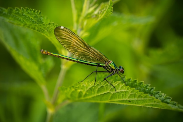 Colorful dragonfly on a plant on a summer