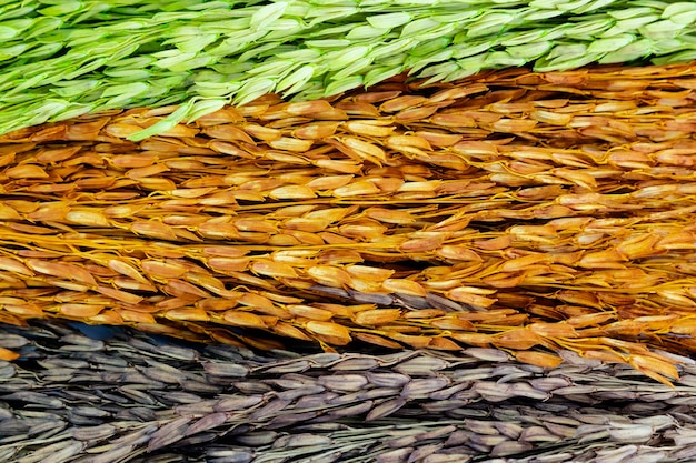 Colorful of dried ear of rice wallpaper