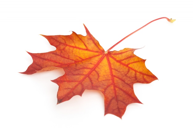 Photo colorful dry autumn maple leaf