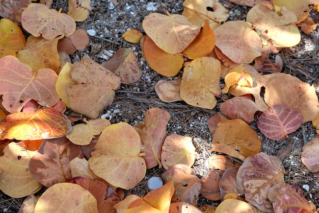 Colorful dry fallen leaves on forest floor or park ground