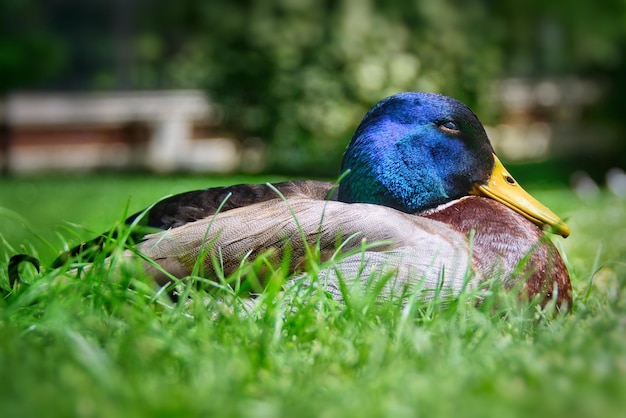 Colorful duck resting on the grass.