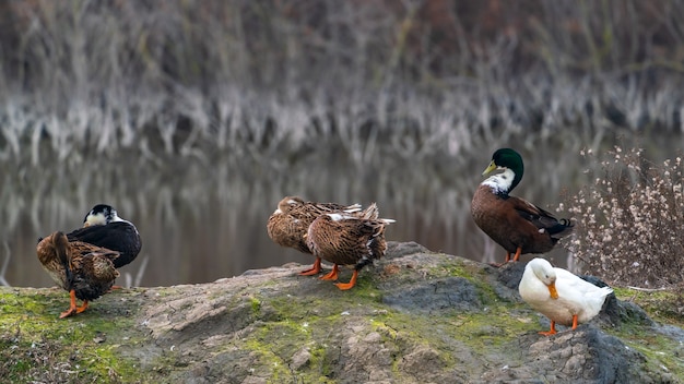 Colorful ducks on lake shore