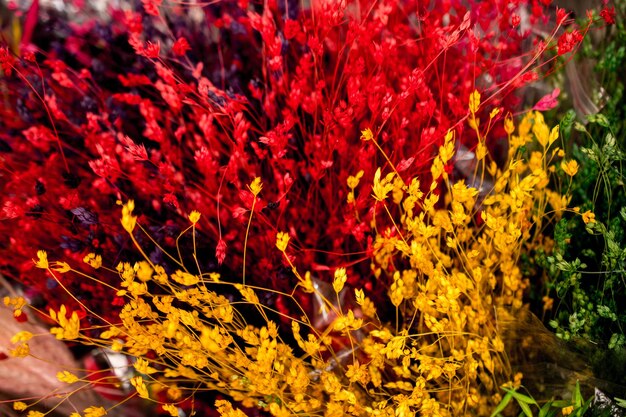 Photo colorful dyied dried wild flowers for doceration