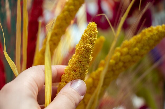 Colorful dyied dried wild flowers for doceration