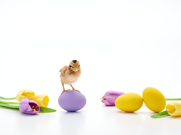 Colorful Easter eggs and chicks.