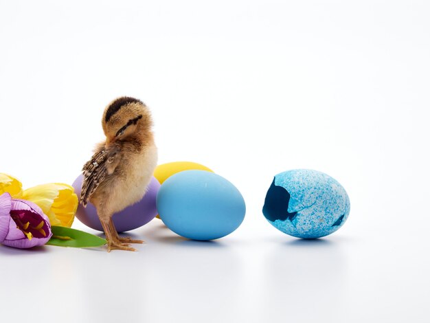 Colorful Easter eggs and chicks.