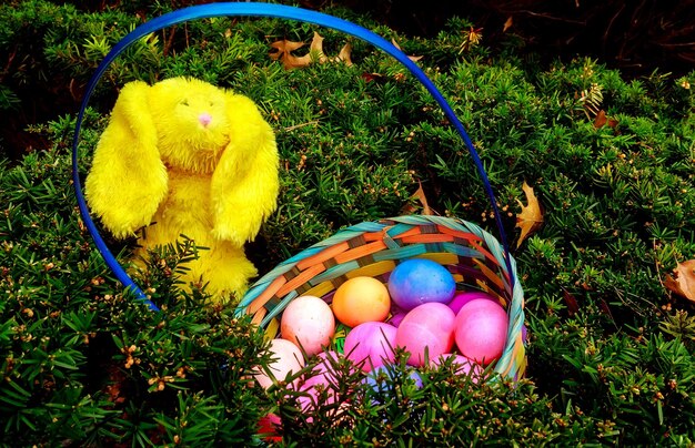 Colorful easter eggs in nest on meadow easter eggs painted basket