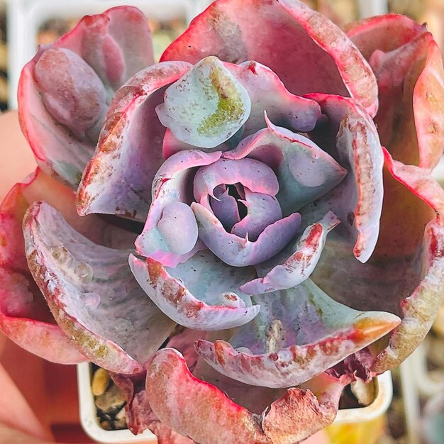 Foto echeveria colorata beyonce piante succulente rare vista superiore sfondo succulente