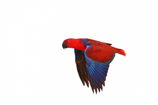 Colorful of Eclectus parrot flying clipping path on white isolated background