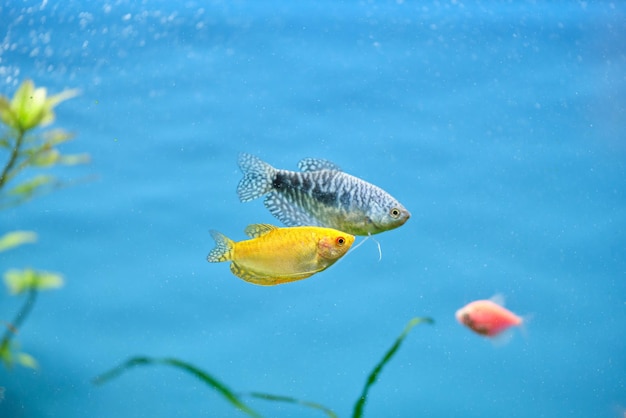 緑の熱帯植物と深い青色の水族館で泳ぐカラフルなエキゾチックな魚