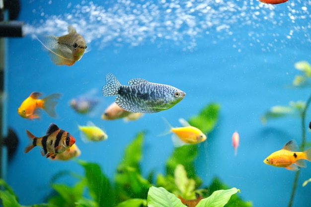 Pesci esotici colorati che nuotano in un acquario di acqua blu profondo con piante tropicali verdi