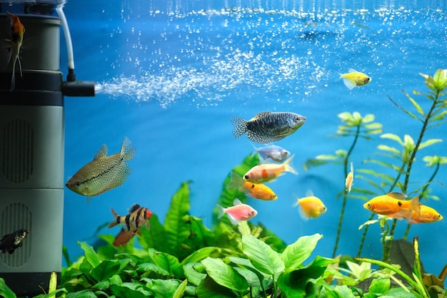 Colorful exotic fish swimming in deep blue water aquarium with green tropical plants