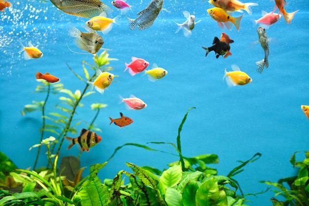 Colorful exotic fish swimming in deep blue water aquarium with green tropical plants