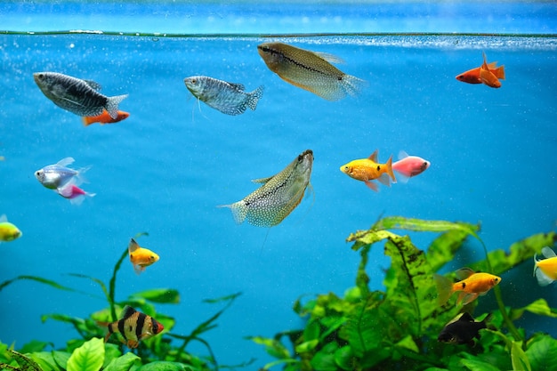 녹색 열대 식물이 있는 깊고 푸른 물 수족관에서 수영하는 다채로운 이국적인 물고기