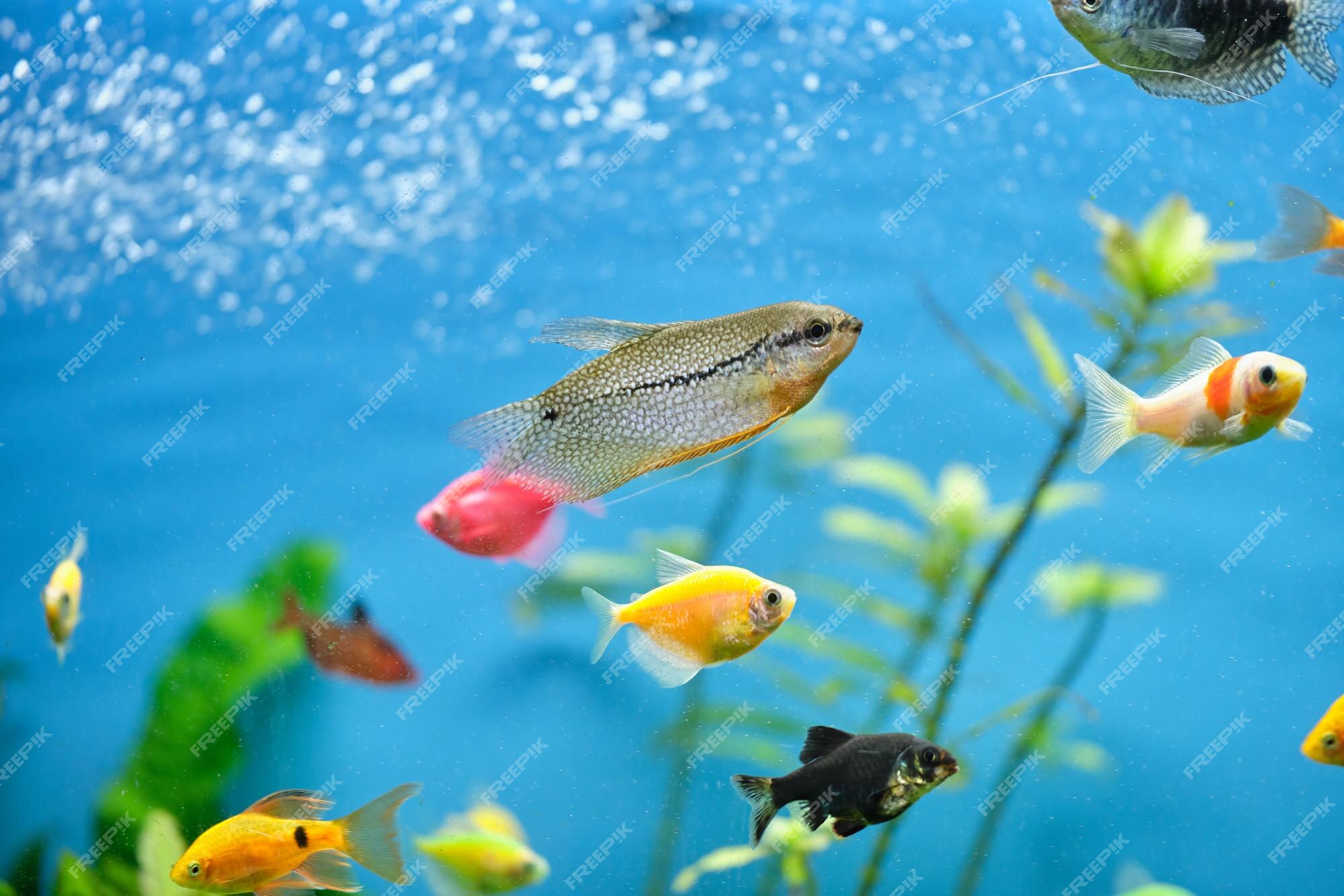 Mini Fish Swimming In Aqurium Stock Photo - Download Image Now