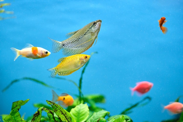 Colorful exotic fish swimming in deep blue water aquarium with green tropical plants