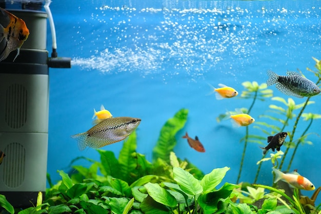 Colorful exotic fish swimming in deep blue water aquarium with green tropical plants