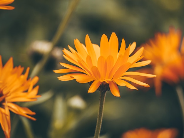 Foto fiera colorata fiaba sognante fiore magico arancione su sfondo sfocato arte scura vista macro floreale di m