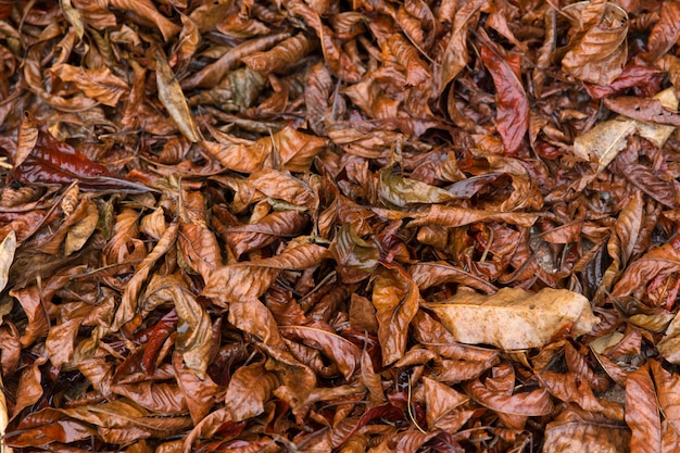 Colorful fall autumn season nature, dry leaf on the ground in forest wet