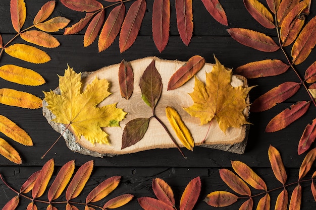 Colorful fall maple leaves