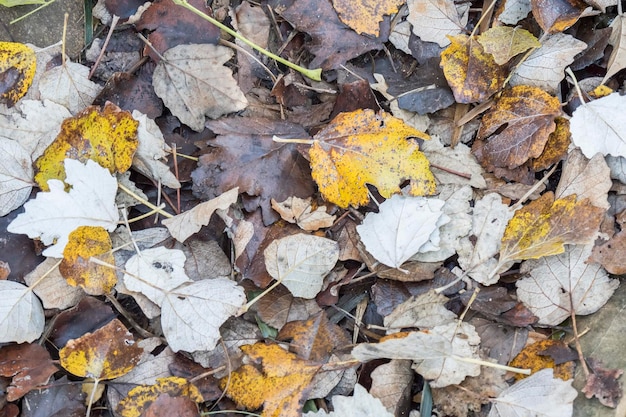 Colorful fallen autumn leaves on grass natural background