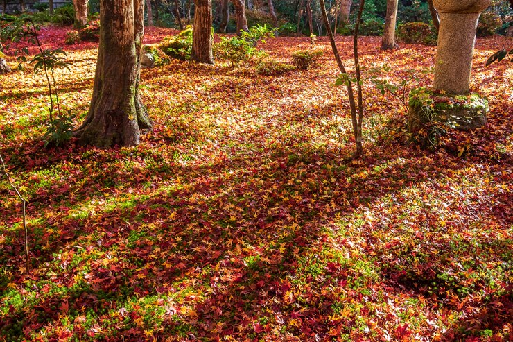 Photo 정원에서 화려한 떨어지는 단풍
