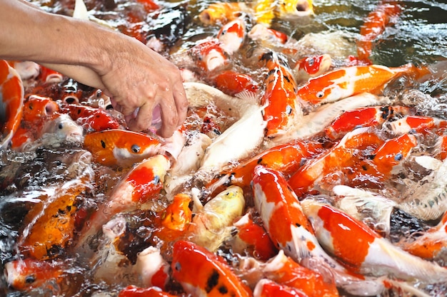 Pesci colorati carpe fantasia, in competizione per il cibo