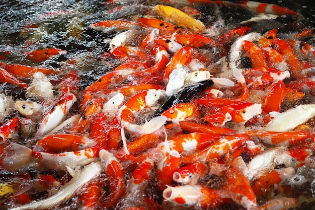 写真 カラフルな鯉の魚、食糧のために競争する