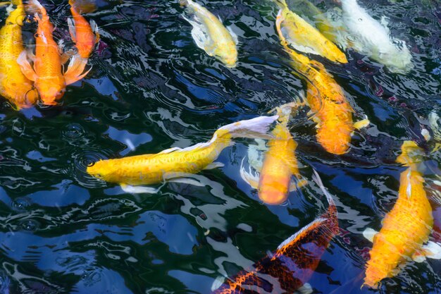 カラフルな空想の鯉魚や鯉魚が泳いでいます。鯉の池で泳いでいます。