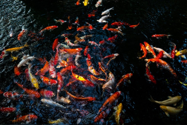 Foto pesce colorato carpa fantasia, pesce koi