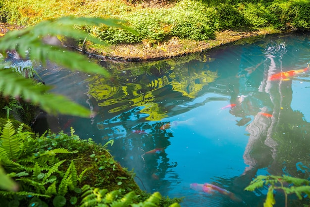 Colorful fancy carps koi fish in garden pond