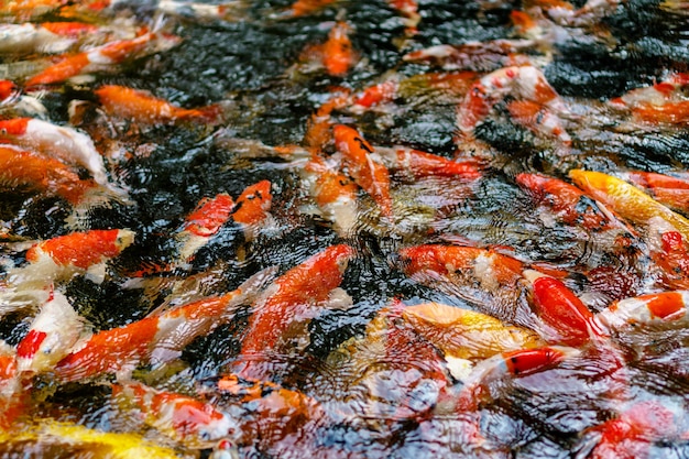 Colorful fancy Koi fish in the pond 