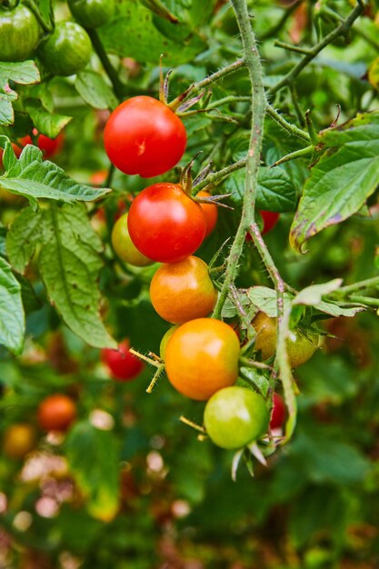写真 庭で育つブドウの原料で熟した新鮮なトマトを食事にするカラフルな農場