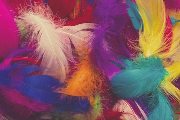 Colorful feather background. Top view.