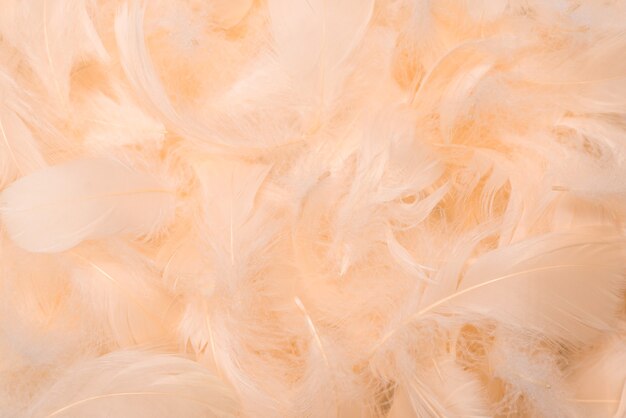 Colorful feather background, top view.