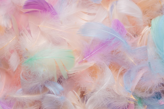 Photo colorful feather background, top view.