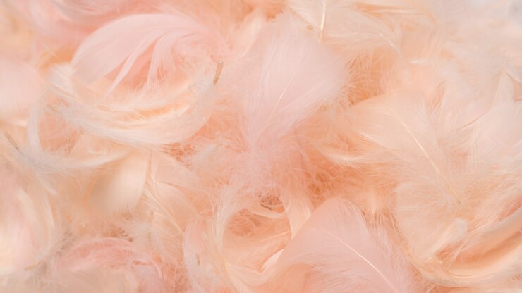 Photo colorful feather background, top view.
