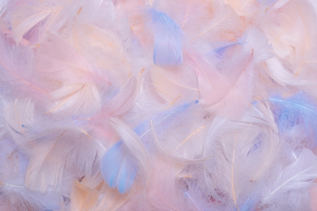 Premium Photo | Colorful feather background, top view.