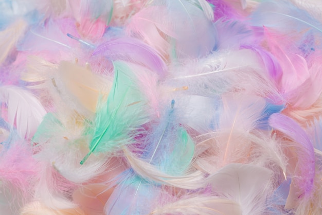 Colorful feather background, top view.