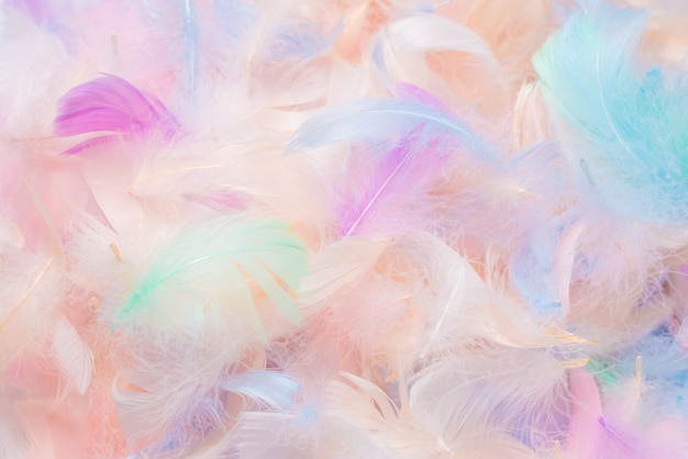 Colorful feather background,