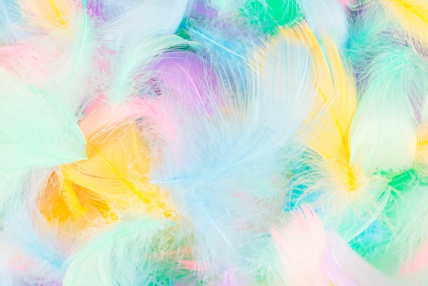 Colorful feather on mint background, top view.