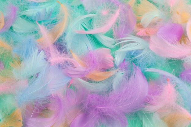 Colorful feather on mint background, top view.