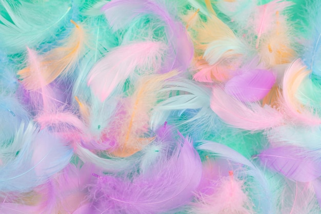 Colorful feather on mint background, top view.