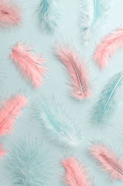 Colorful feather pastel background for designers. Lightweight tropical beard feathers scattered on blue backdrop.